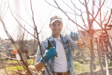 Bahçıvan budama meyve ağaçları budama makası ile
