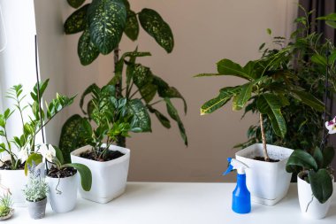 Saksıda saksılar, gri arka planda spreyler. Farklı saksılarda çeşitli tropikal yeşil bitkilerin toplanması. Evde bahçıvanlık, iç dekorasyondaki saksılarla ilgilenme, hobi konsepti..