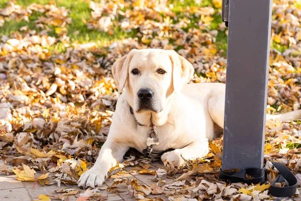 A golden labrador is sitting near a store on the street waiting for the owner. Tied by a dog leash to the railing. The dog looks into the distance.