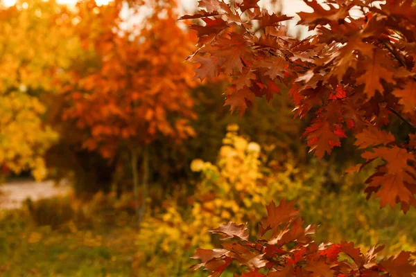 美しいカラフルな秋の葉のコレクション緑 オレンジ — ストック写真