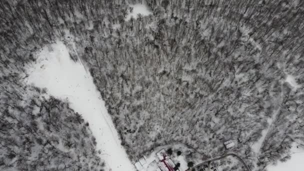 Skiløb Sport Vinter Sne Træer Skoven Dækket Med Show Koldt – Stock-video