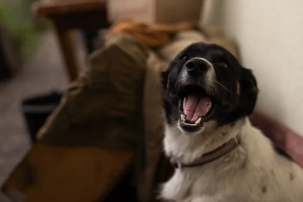 広い口 幸せなペット 親友を持つ面白い犬 — ストック写真