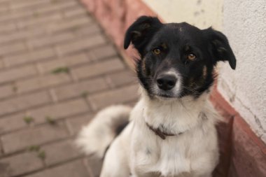 Köpek evin yanında oturuyor..