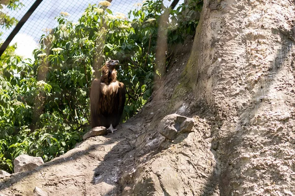 Griffon Dziki Drapieżny Ptak Ptak Gryf Zoo Nowe — Zdjęcie stockowe