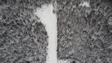 Kayak sporu, kış karı. Ormandaki ağaçlar gösteriyle kaplı. Soğuk kış kar yağışı havası. Kayak merkezi. Ukrayna, Kiev.