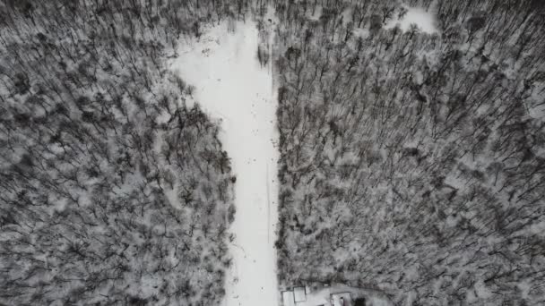 Лижний Спорт Зимовий Сніг Дерева Лісі Вкриті Виставою Зима Холодна — стокове відео