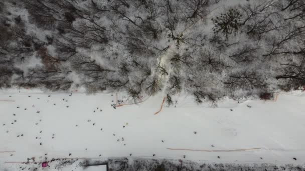 Sci Sport Neve Invernale Alberi Nella Foresta Coperti Spettacolo Freddo — Video Stock