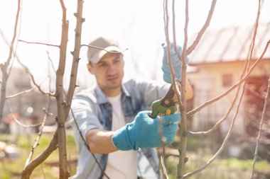 Bahçıvan budama meyve ağaçları budama makası ile