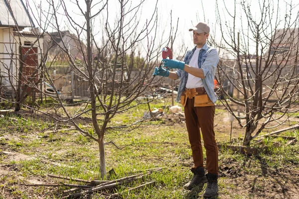 Giardiniere Professionista Potatura Albero — Foto Stock