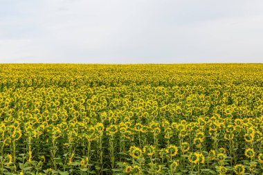 Ayçiçeği tarlası manzarası. Günbatımında çiçek açan ayçiçeği tarlası. Ayçiçeği doğal arka plan, ayçiçeği açan