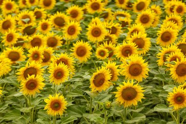 Ayçiçeği tarlası manzarası. Günbatımında çiçek açan ayçiçeği tarlası. Ayçiçeği doğal arka plan, ayçiçeği açan