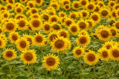 Ayçiçeği tarlası manzarası. Günbatımında çiçek açan ayçiçeği tarlası. Ayçiçeği doğal arka plan, ayçiçeği açan