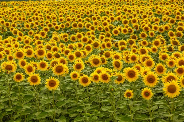Sunflower field landscape. field of blooming sunflowers on a background sunset. Sunflower natural background, Sunflower blooming