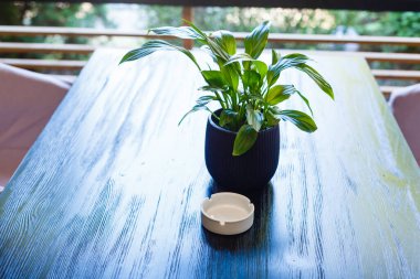 Eski ahşap masadaki boş kül tablasını temizle. Çiçek saksısı ve yeşil bitki