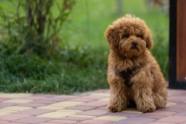 Adorable Maltese and Poodle mix Puppy or Maltipoo dog, running and jumping happily, in the park.