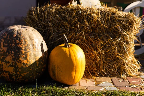 Yellow Orange Pumpkins Fair Pumpkins Baskets Boxes Many Different Pumpkins — Photo