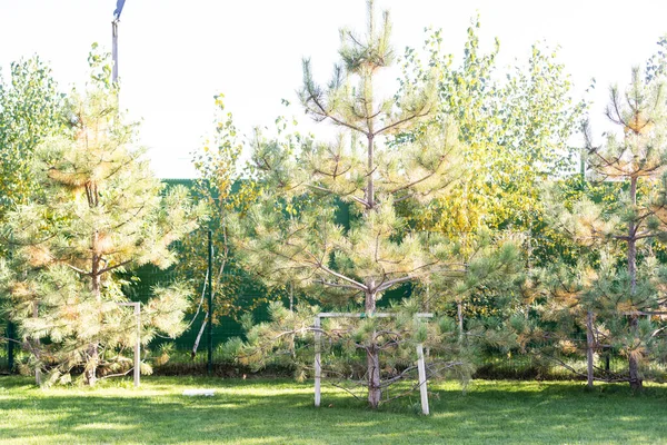 Pinusträden Tall Trädgården — Stockfoto