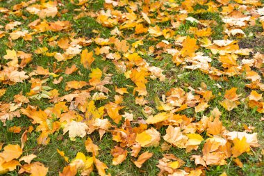 Sarı, turuncu ve kırmızı sonbahar yaprakları güzel sonbahar parkında