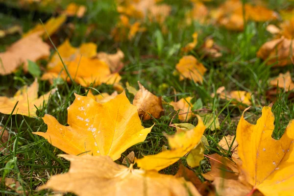 Žluté Oranžové Červené Podzimní Listy Krásném Podzimním Parku — Stock fotografie