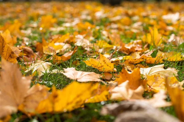 Frunzele Toamnă Galbene Portocalii Roșii Frumosul Parc Toamnă — Fotografie, imagine de stoc