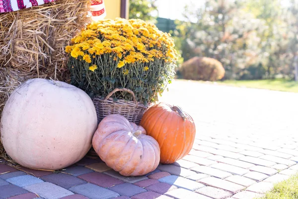 Yellow Orange Pumpkins Fair Pumpkins Baskets Boxes Many Different Pumpkins — Zdjęcie stockowe