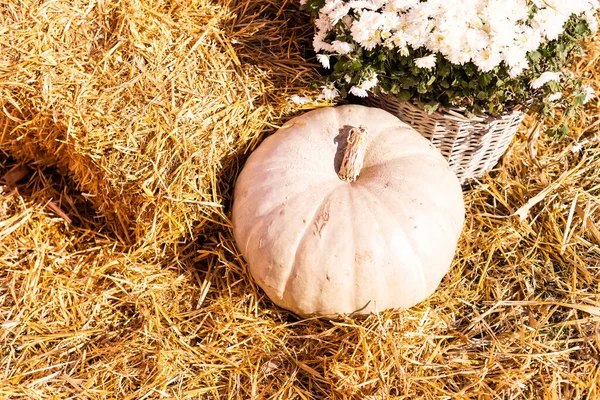 Pumpkins Stand Fair — Stock Photo, Image