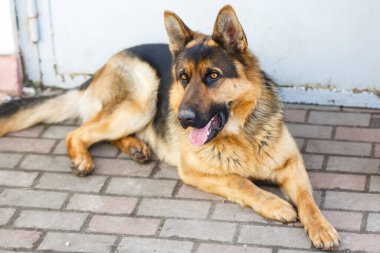 açık havada yalan Alman çoban köpek