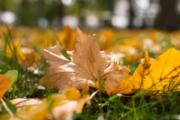 Hojas Otoño Sobre Hierba Fondo — Foto de Stock