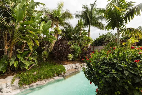 Mooie Palmbomen Tropische Tuin — Stockfoto