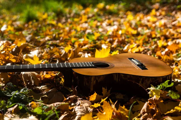 Fundo Outono Com Folhas Amarelas Parque Com Uma Guitarra — Fotografia de Stock