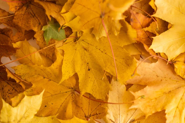 Fond Automnal Feuilles Jaunes — Photo