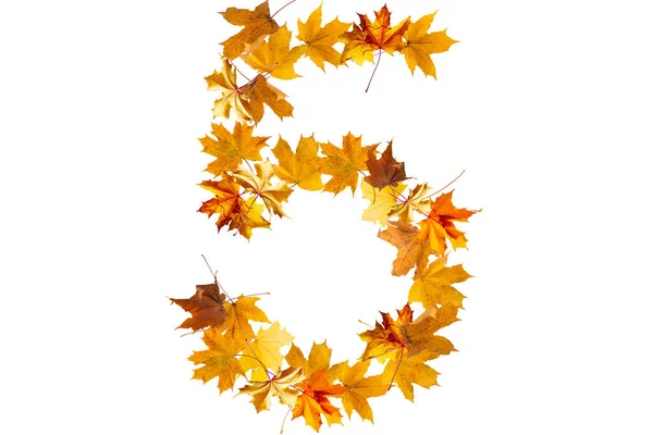 Nummer Vijf Gemaakt Met Herfstbladeren Geïsoleerd Wit — Stockfoto