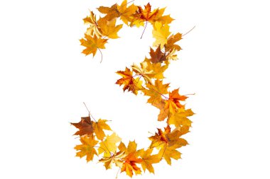 Renkli sonbahar yapraklarının 3 numarası. Üç numaralı kardinal yapraklarını döküyor. Sonbahar tasarım yazı tipi konsepti. Renkli yapraklardan mevsimlik dekoratif güzel şekiller.