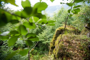 bir tepe yan çayır gün bulutlu yaz yüksek dağlarda Ladin ormanı.