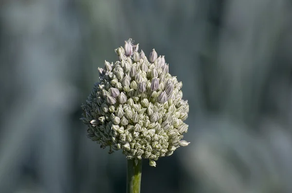 Nature Backgrounds. The seed of the leek — Stock Photo, Image