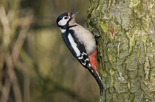挂在一棵树上的大斑的啄木鸟. — 图库照片#