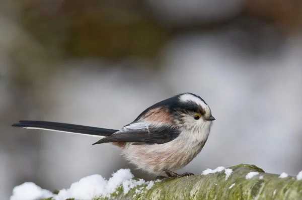 Tail Tits are just like a ball with a long tail. They usually come in Group — Stock Photo, Image