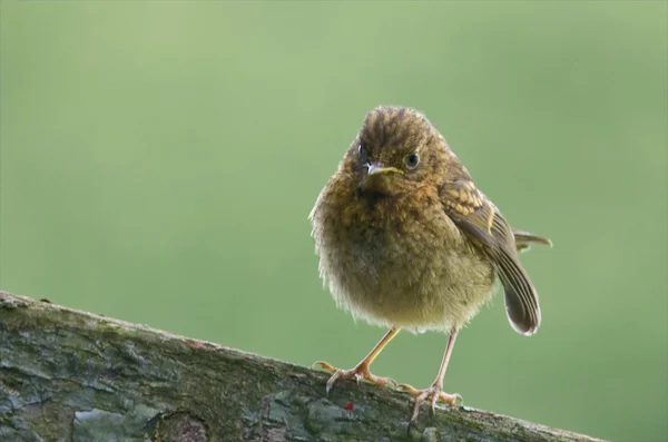 O Robin é um visitante de inverno na Bélgica — Fotografia de Stock