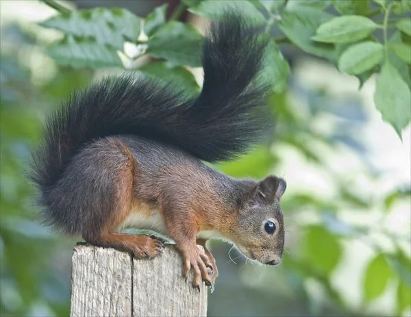 Eichhörnchen sehen aus wie niedliche Tierchen. — Stockfoto