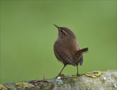 kuş kış wren dik kuyruklu küçük küçük kuş.