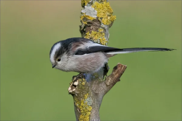 Ptačí dlouho sledoval tit bílá kulička peří s dlouhým černým ocasem. — Stock fotografie