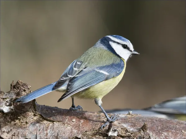 Vogel Blaumeise kleiner als die Kohlmeise und blau auf dem Kopf. — Stockfoto