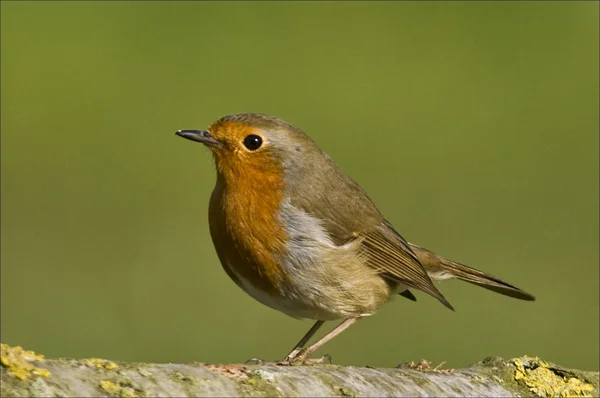 Bird European Robin has a bright red breast in the Sun. — Stock Photo, Image