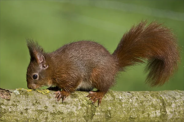 Os esquilos parecem pequenos animais giros. . — Fotografia de Stock