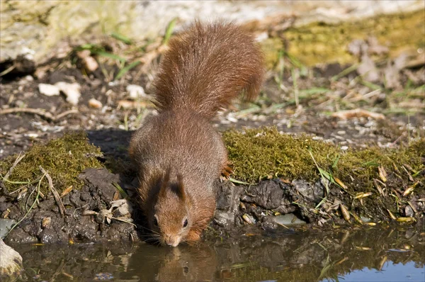 Eichhörnchen sehen aus wie niedliche Tierchen. — Stockfoto
