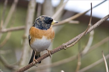 siyah kafa, turuncu meme ve siyah benekler kuş dağ ispinozu.