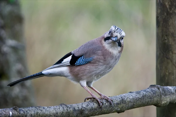 Bird Jay is a multicolored Crow-like. — Stock Photo, Image