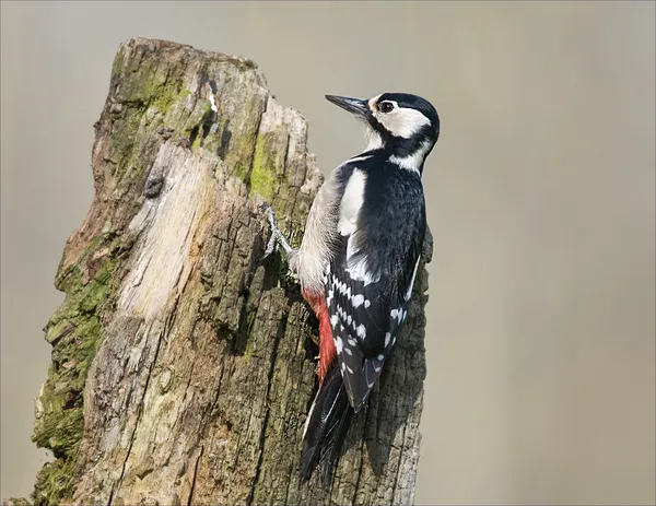 Uccello Grande Picchio Macchiato fa buchi nell'albero per catturare i vermi . : — Foto Stock