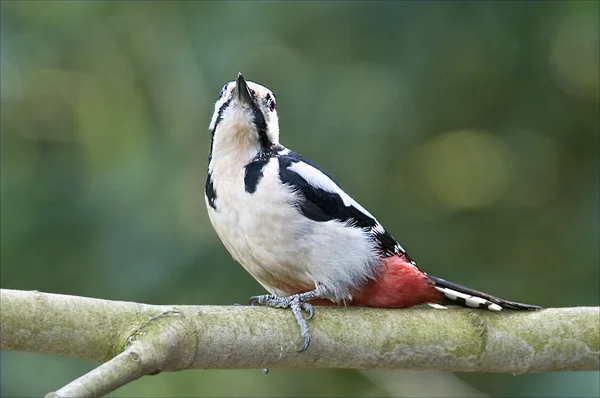 Bird Great Spotted Woodpecker makes holes in the tree to catch worms. : — Stock Photo, Image