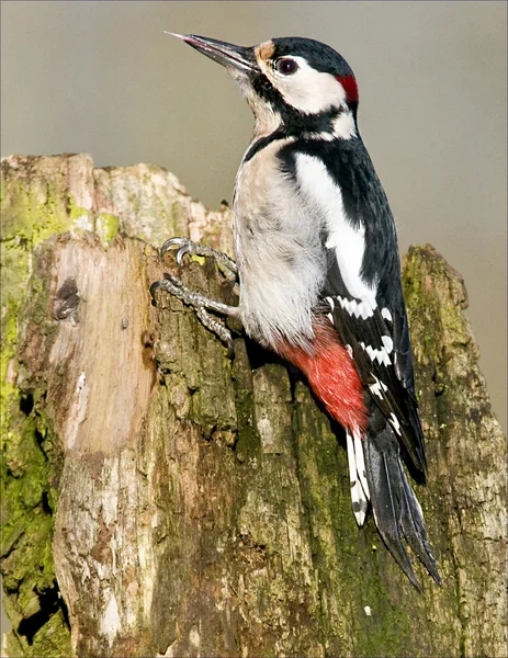 Vogel grote bonte specht maakt gaten in de boom om te vangen wormen. : — Stockfoto